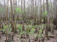 Cedar Knees at the Suwanee